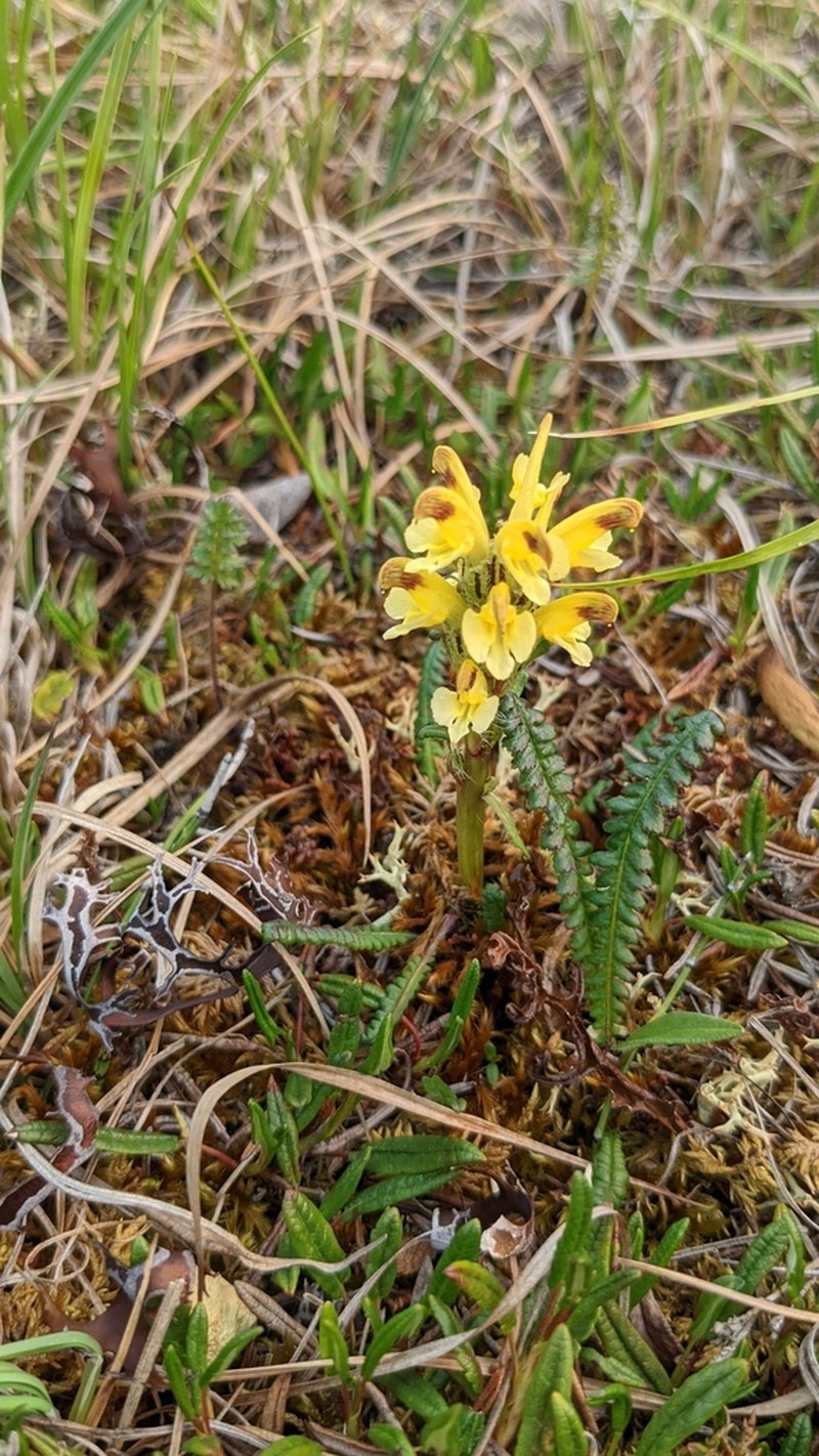 Oeder's Lousewort photo 8