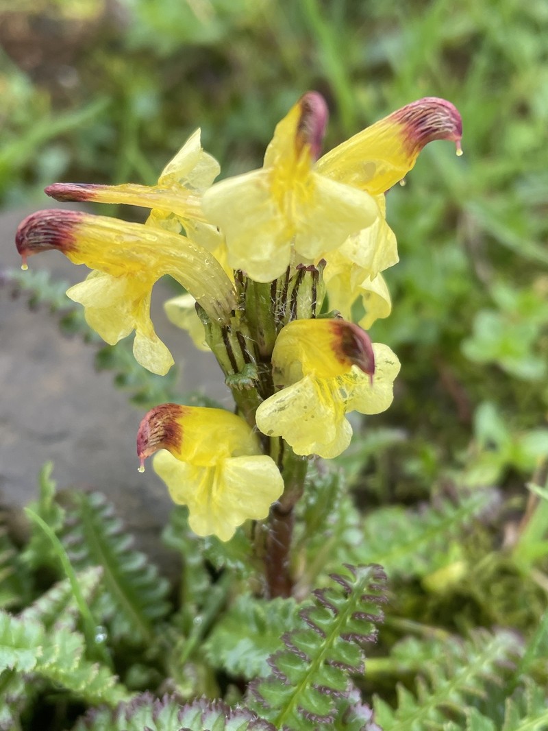 Pedicularis oederi subsp. oederi