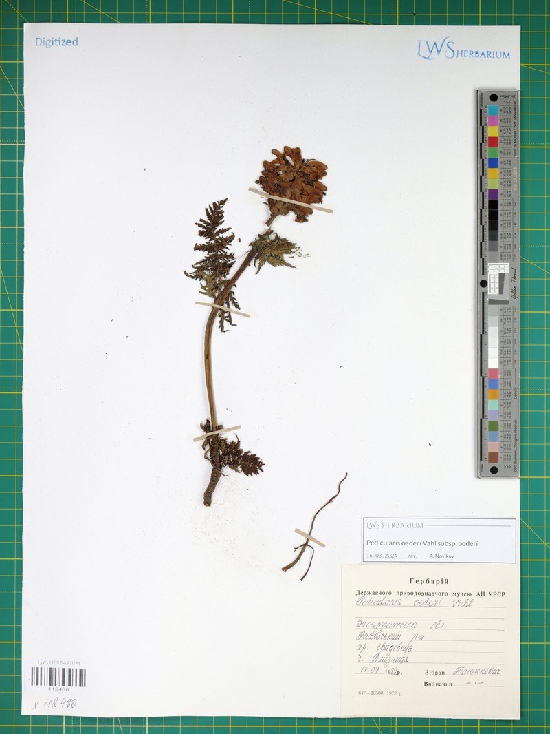 Pedicularis oederi subsp. oederi photo 5