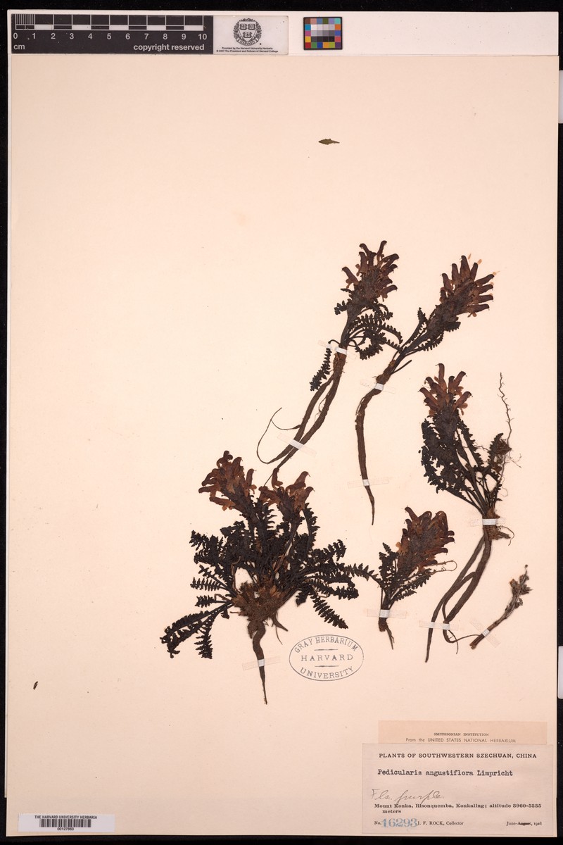 Pedicularis oederi subsp. oederi photo 8