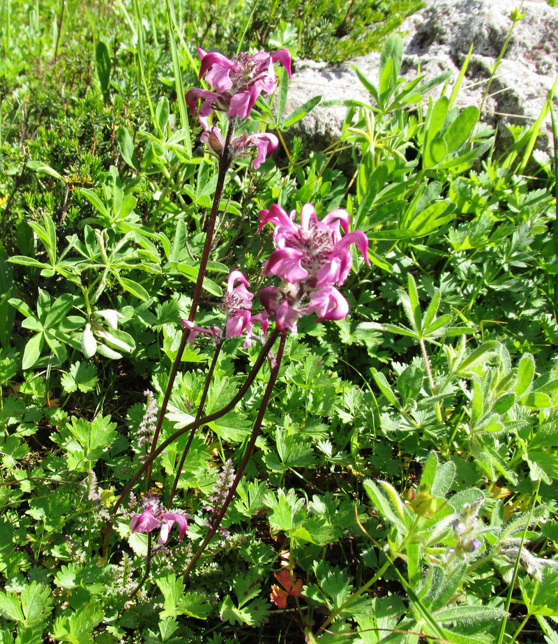 Ducksbill Lousewort photo 2