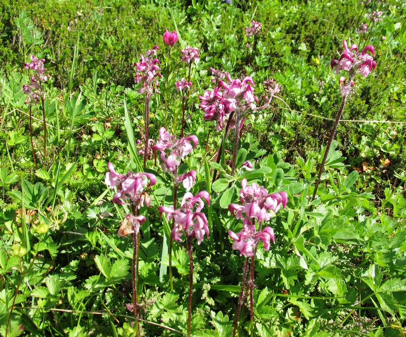 Ducksbill Lousewort photo 3
