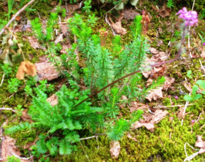 Ducksbill Lousewort photo 4