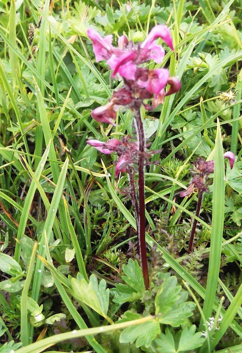 Ducksbill Lousewort