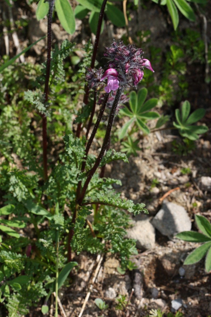Ducksbill Lousewort photo 5