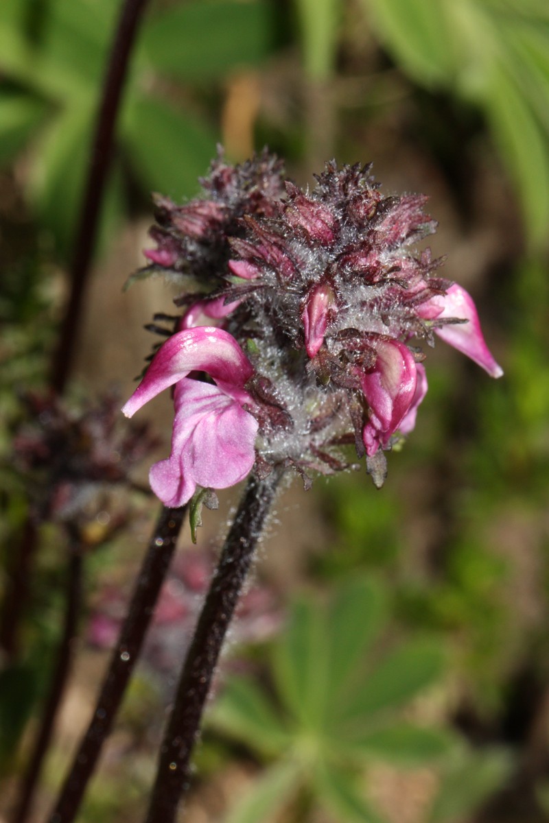 Ducksbill Lousewort photo 6