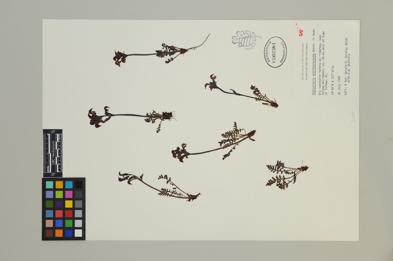 Ducksbill Lousewort
