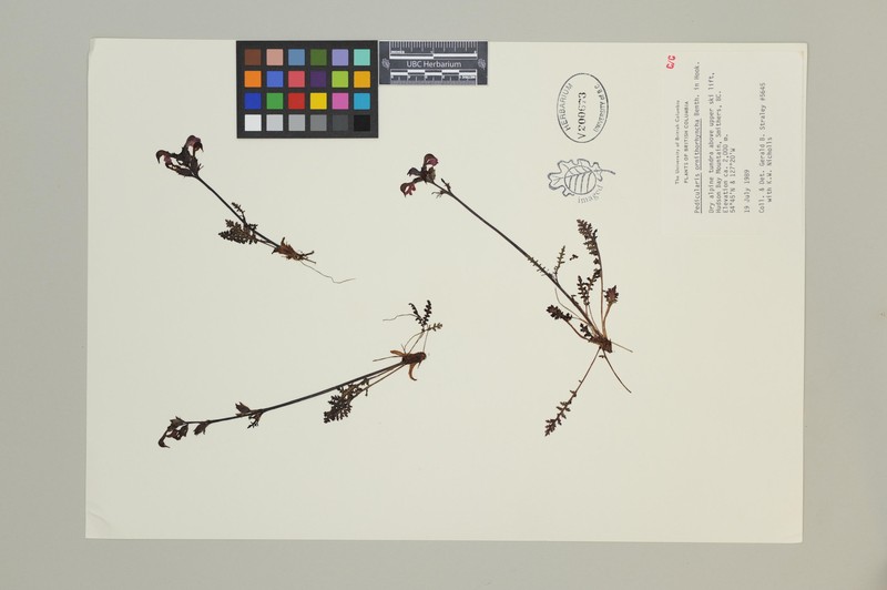 Ducksbill Lousewort photo 2