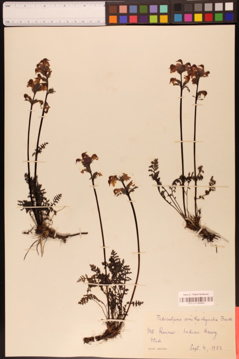 Ducksbill Lousewort photo 3
