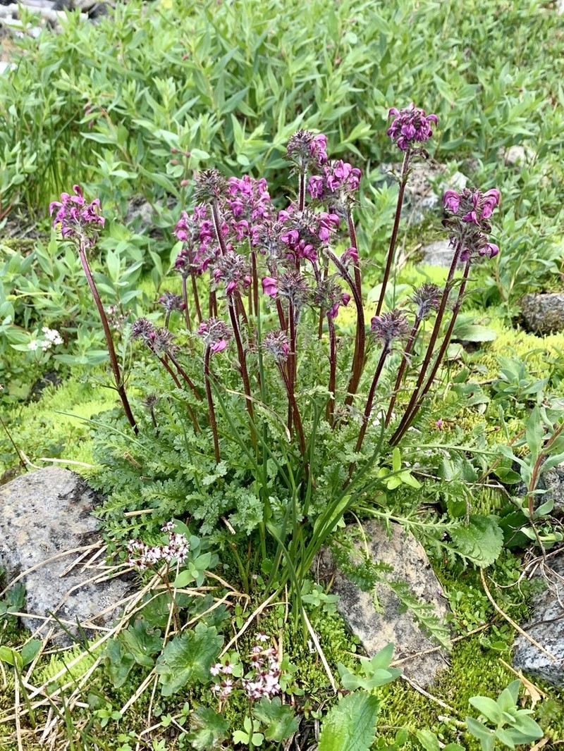 Pedicularis ornithorhynchos
