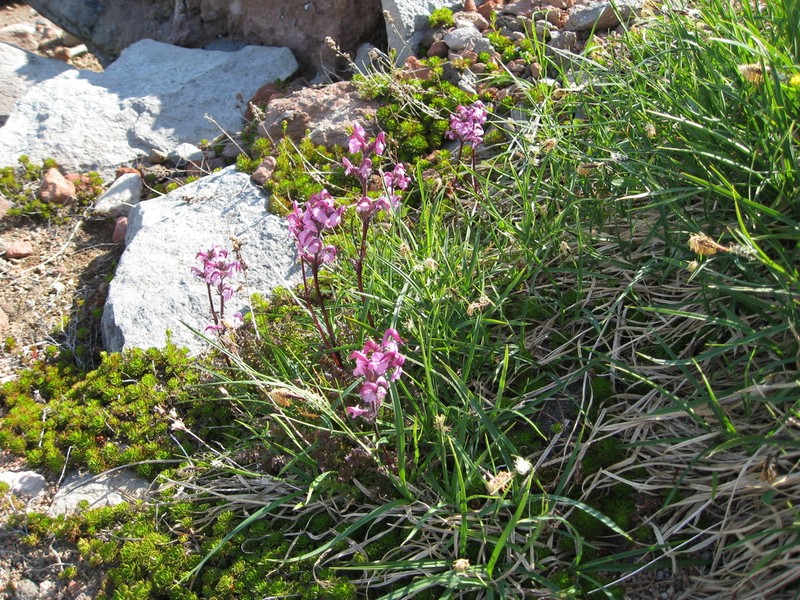 Pedicularis ornithorhynchos photo 2