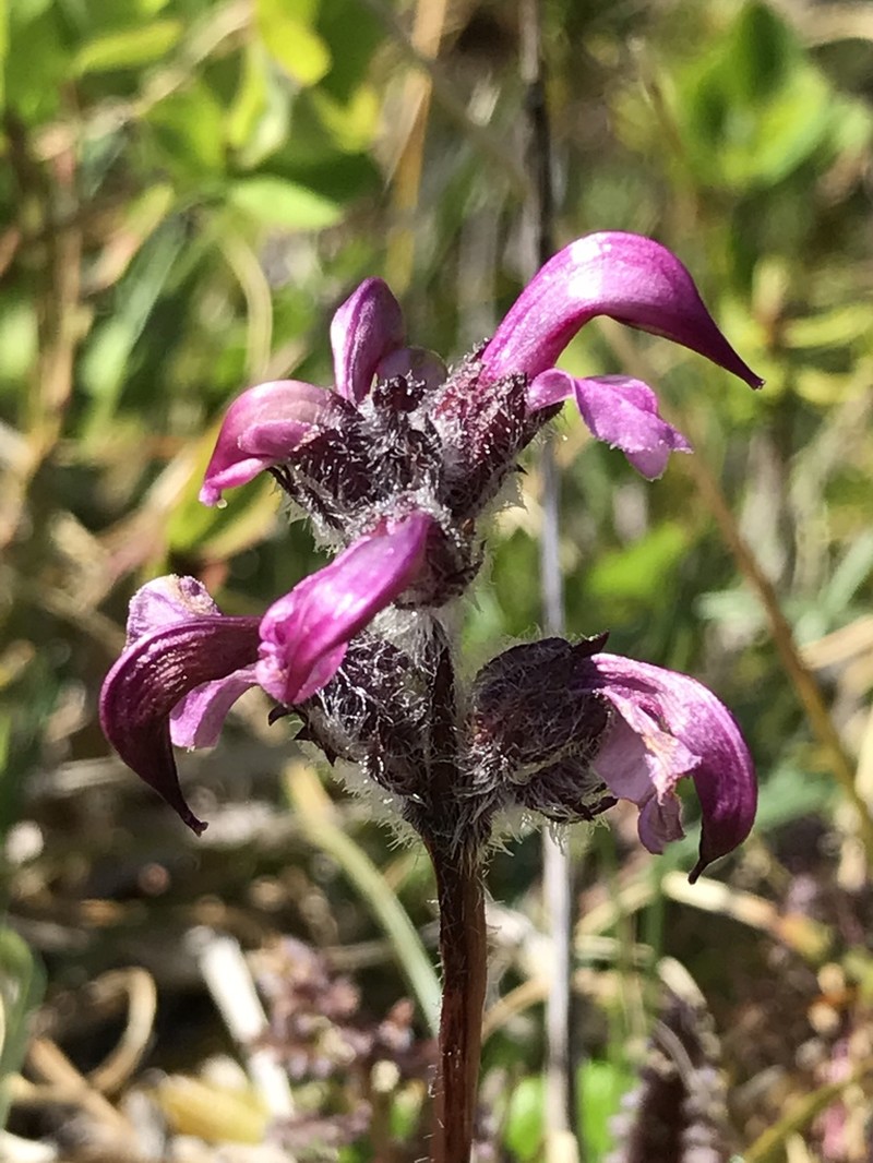 Pedicularis ornithorhynchos photo 3