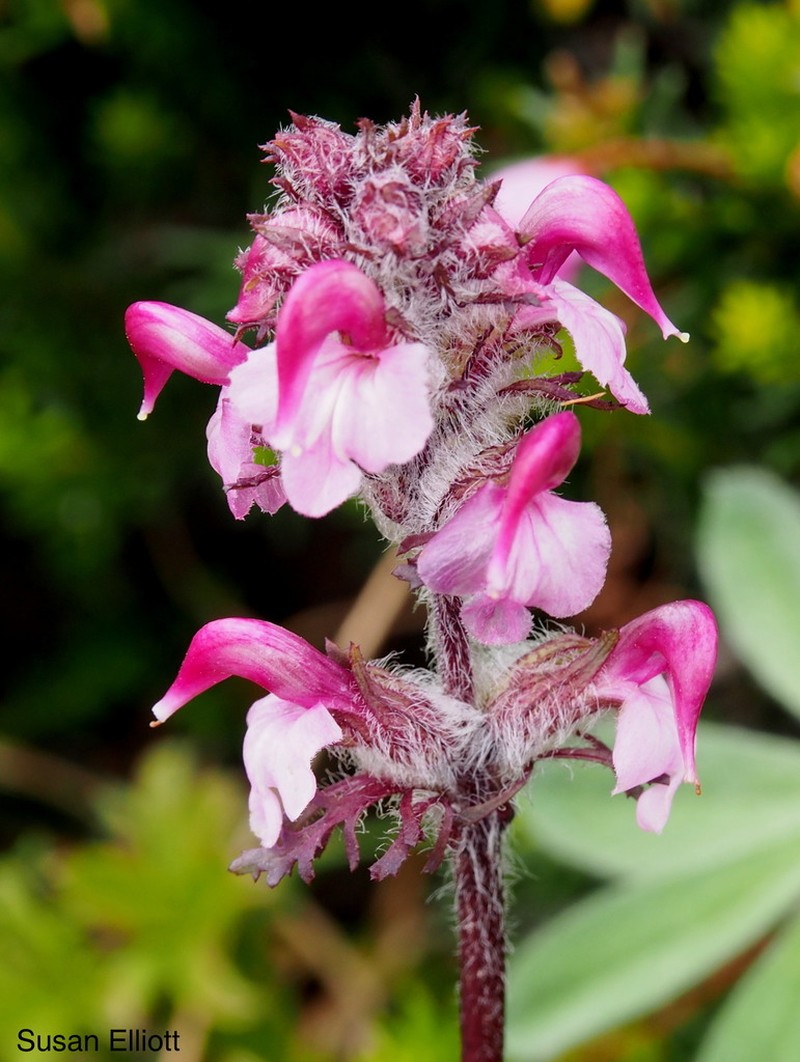 Pedicularis ornithorhynchos photo 4