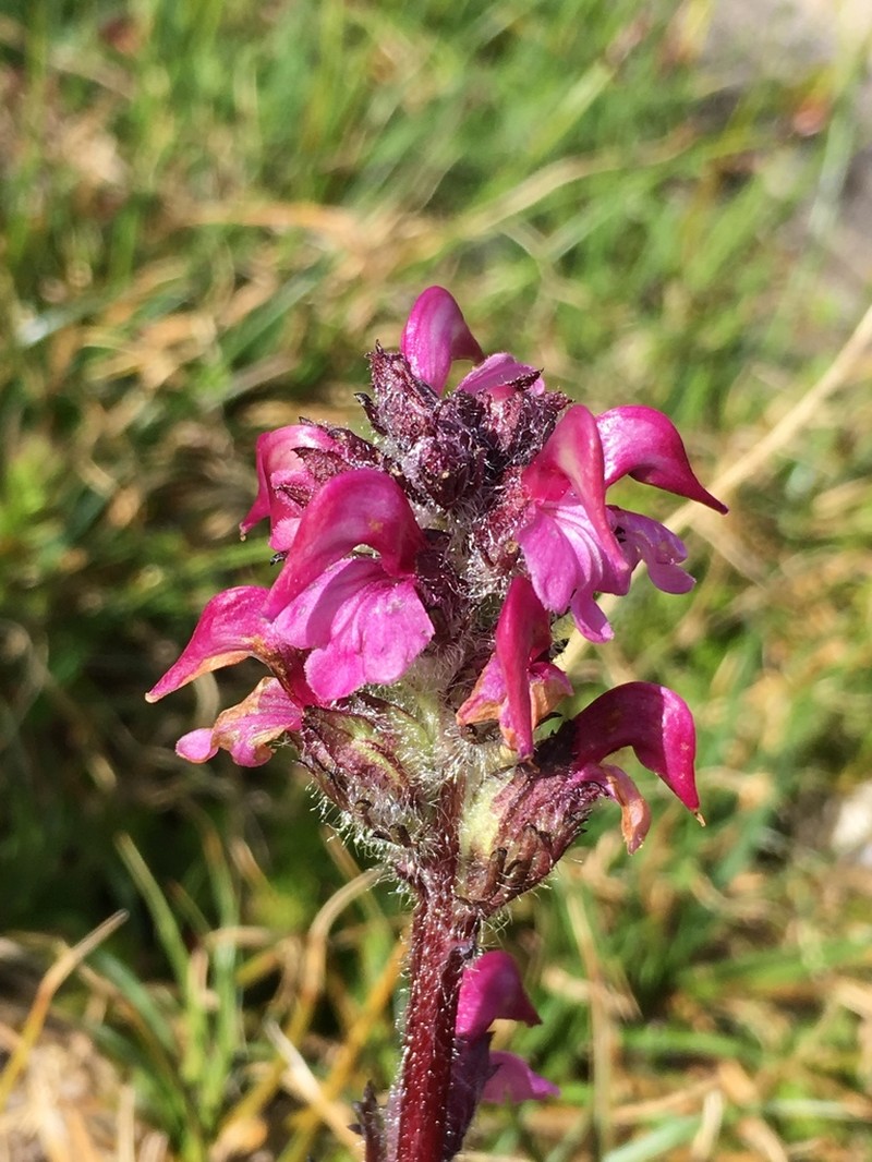 Pedicularis ornithorhynchos photo 5