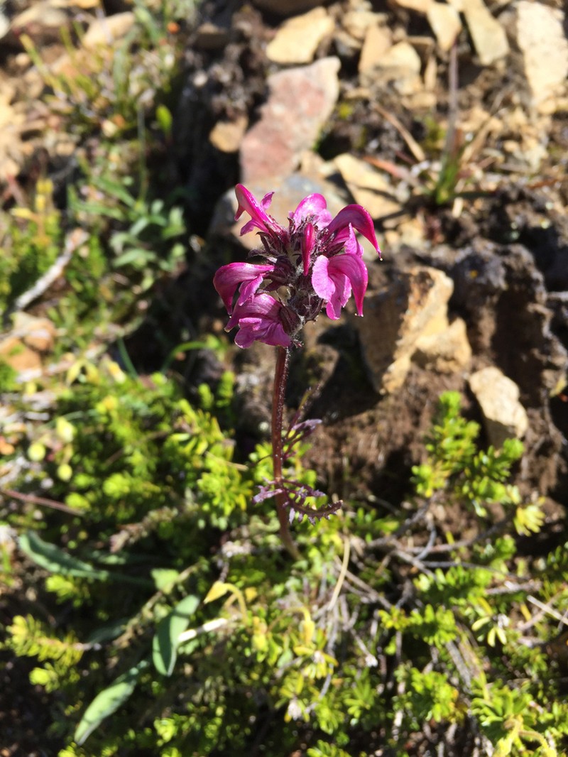 Pedicularis ornithorhynchos photo 6