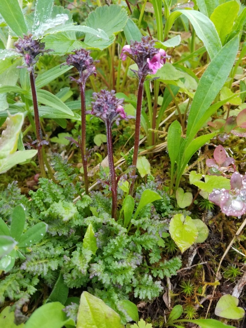 Pedicularis ornithorhynchos photo 8