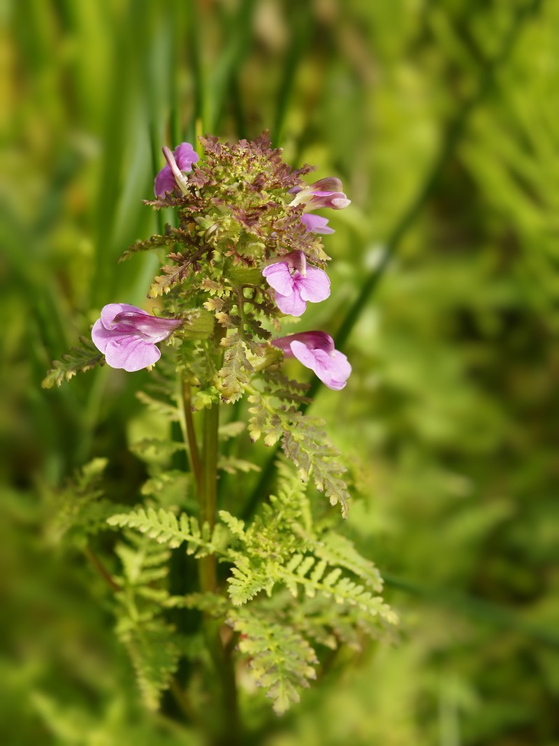 European Purple Lousewort photo 2