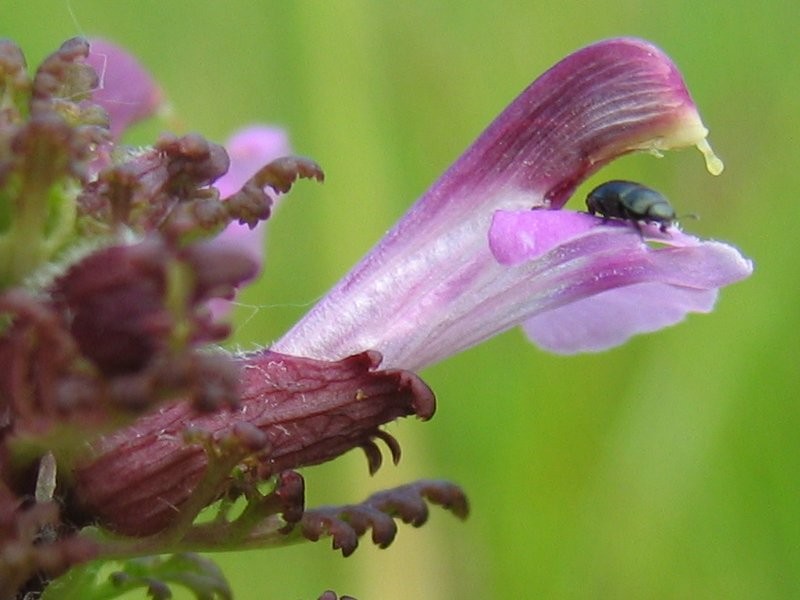 European Purple Lousewort photo 3