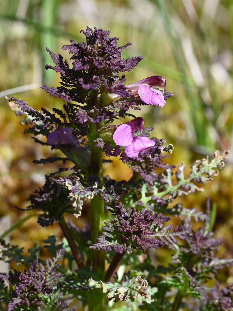 European Purple Lousewort photo 4