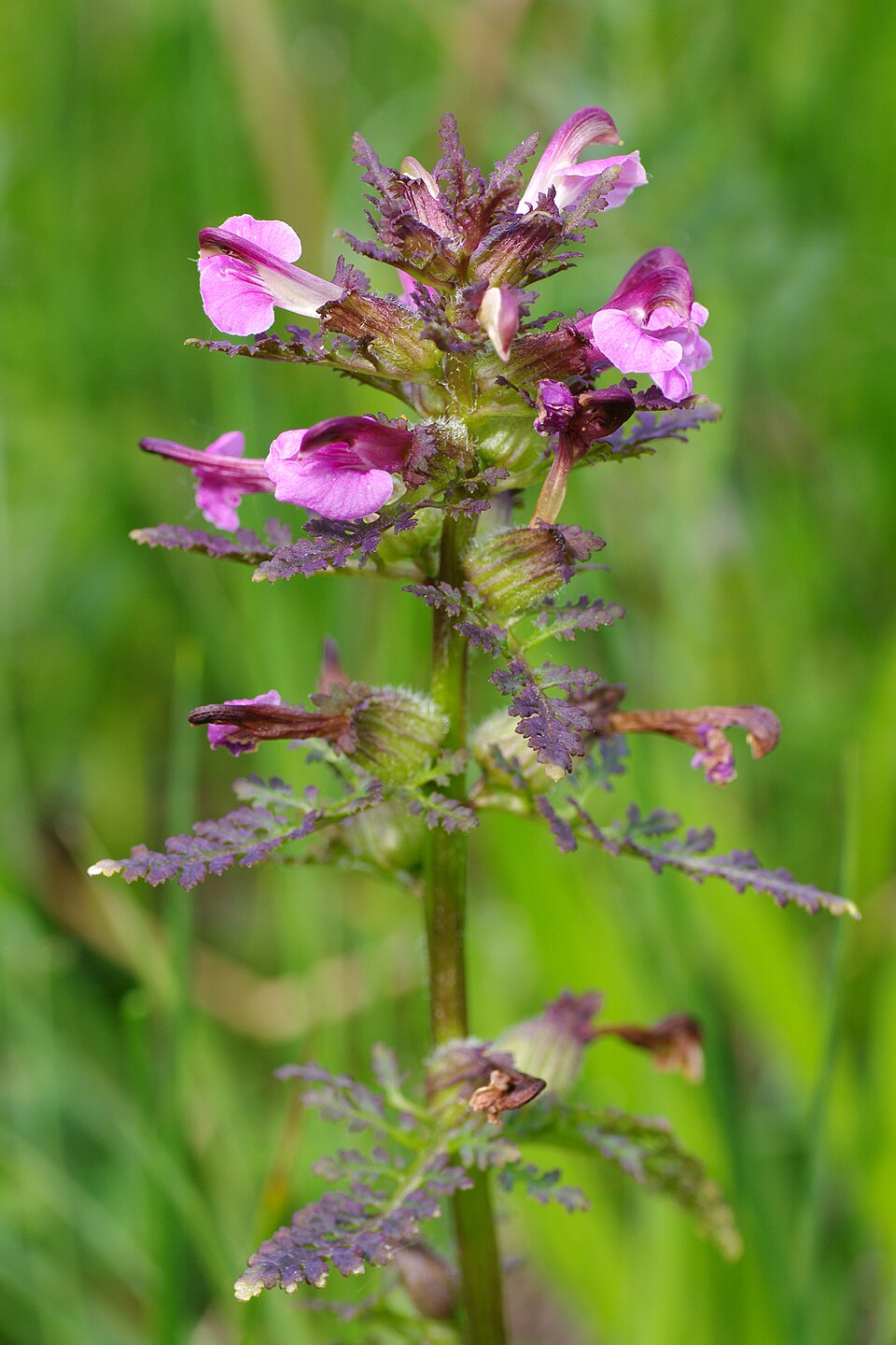 European Purple Lousewort