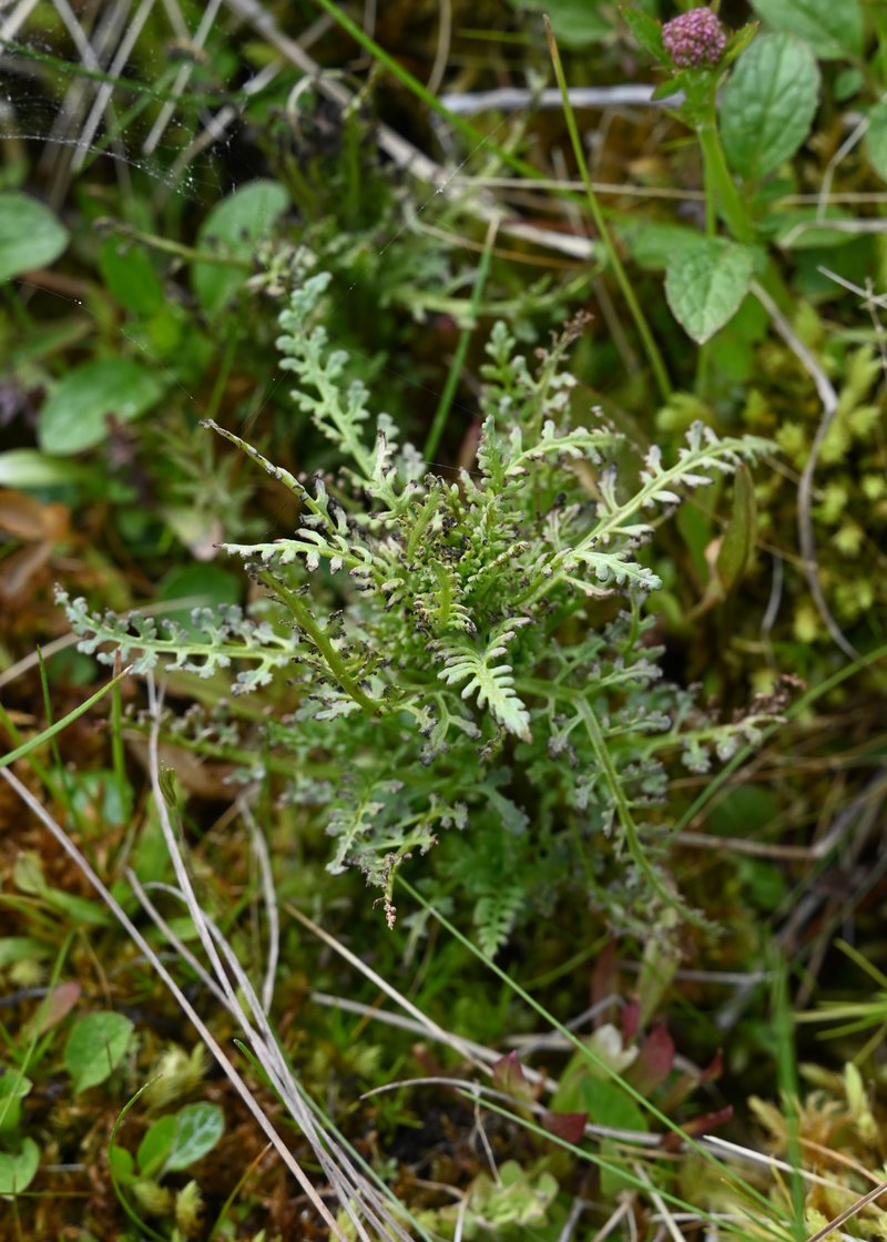 European Purple Lousewort photo 6