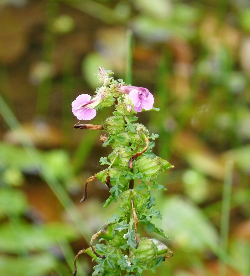 European Purple Lousewort photo 7