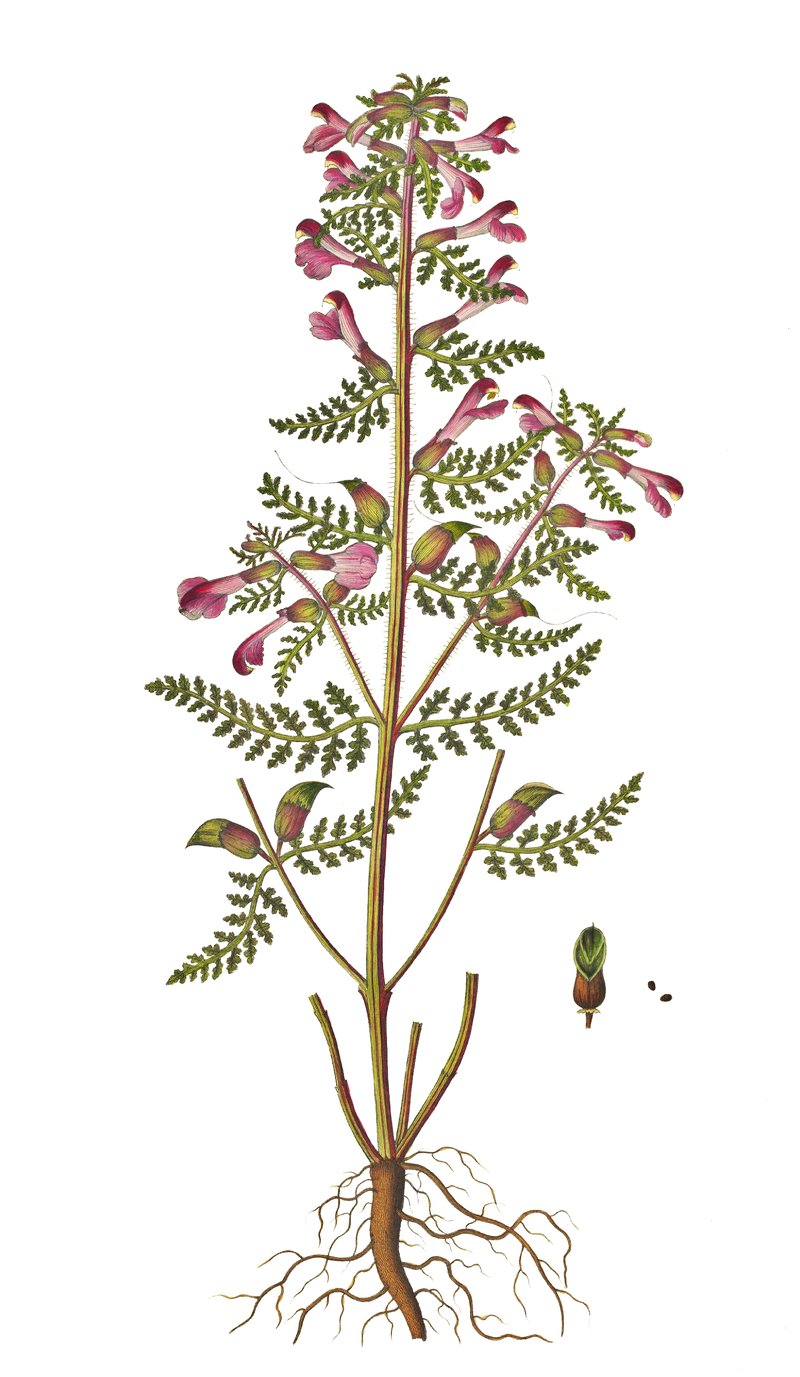 European Purple Lousewort photo 8