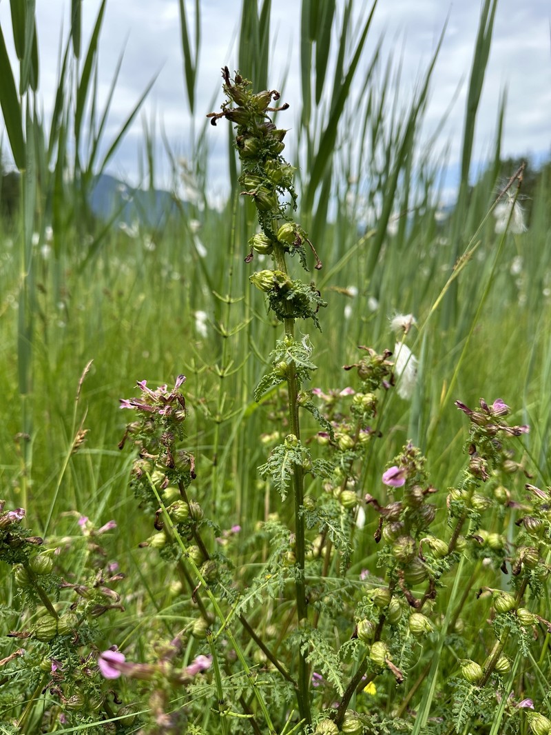 Pedicularis palustris subsp. palustris photo 2