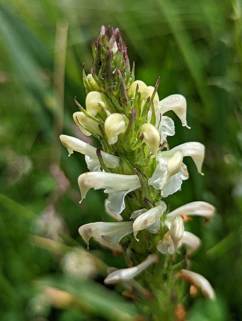 Parry's Lousewort
