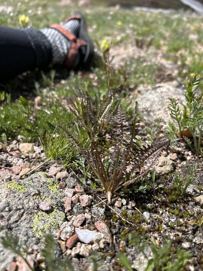 Parry's Lousewort photo 2