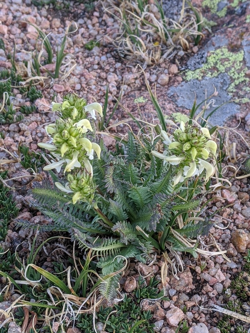 Parry's Lousewort photo 3