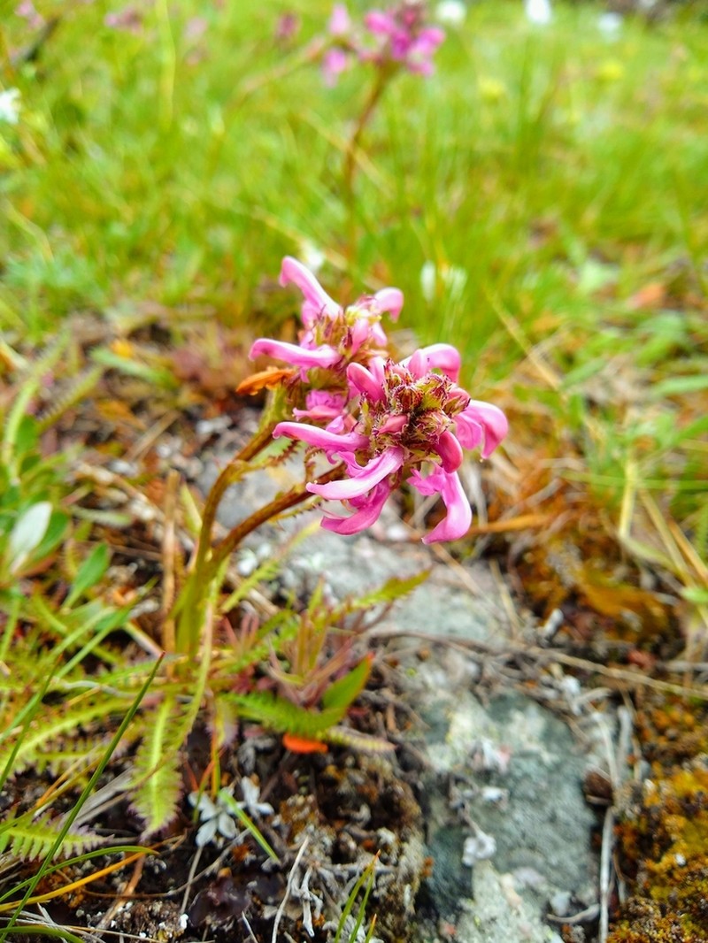 Parry's Lousewort photo 4
