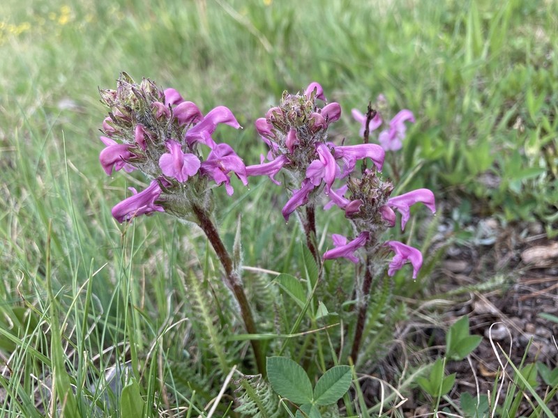 Parry's Lousewort photo 5