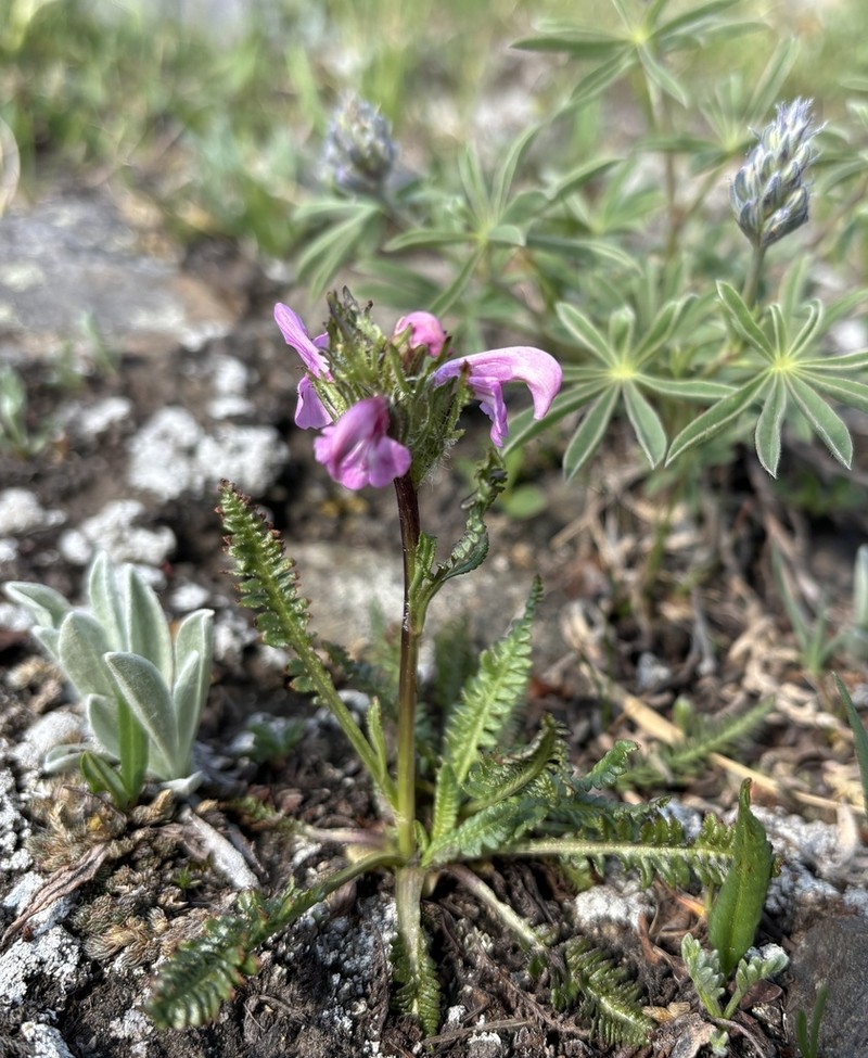 Parry's Lousewort photo 6