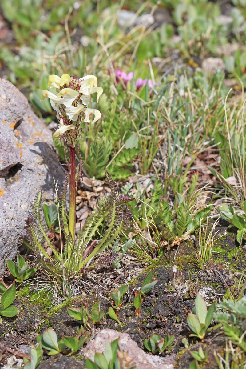 Parry's Lousewort photo 7