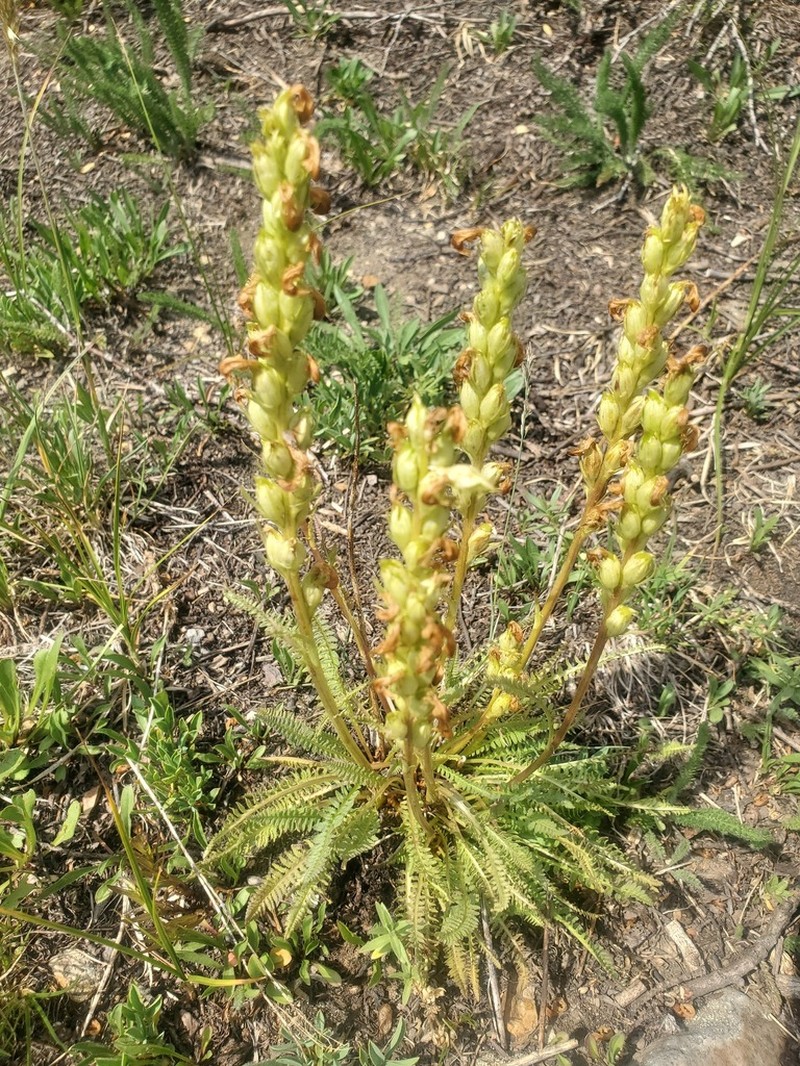 Parry's Lousewort photo 8