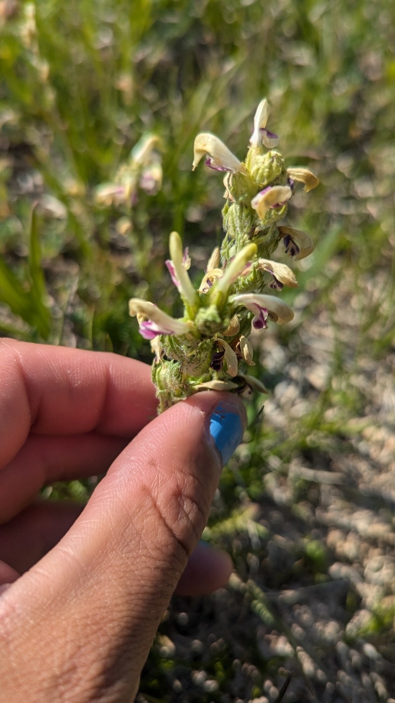 Pedicularis parryi subsp. mogollonica