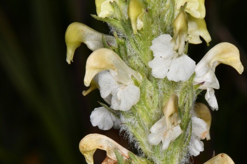 Pedicularis parryi subsp. mogollonica photo 2