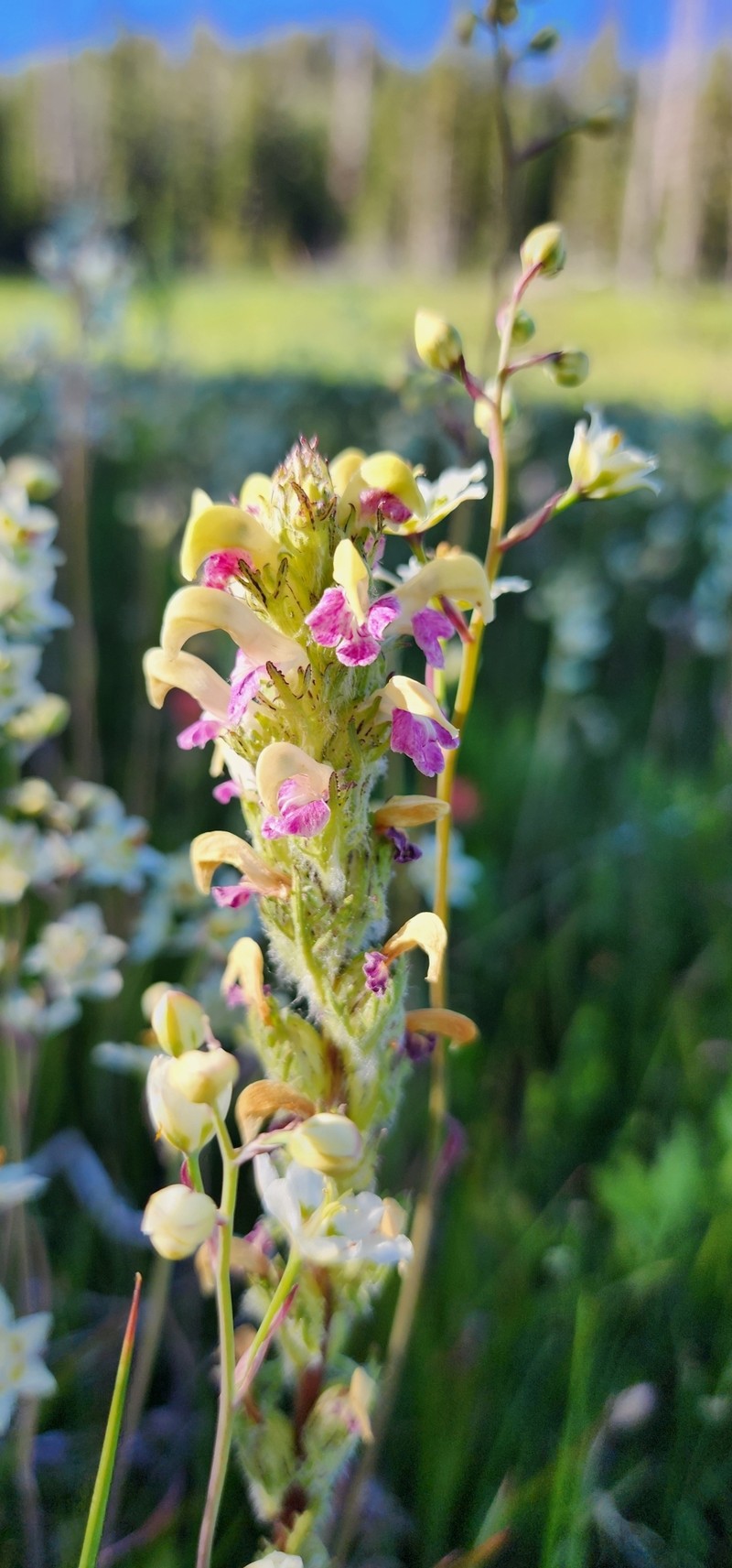 Pedicularis parryi subsp. mogollonica photo 3