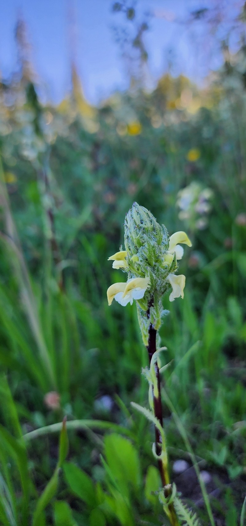 Pedicularis parryi subsp. mogollonica photo 4