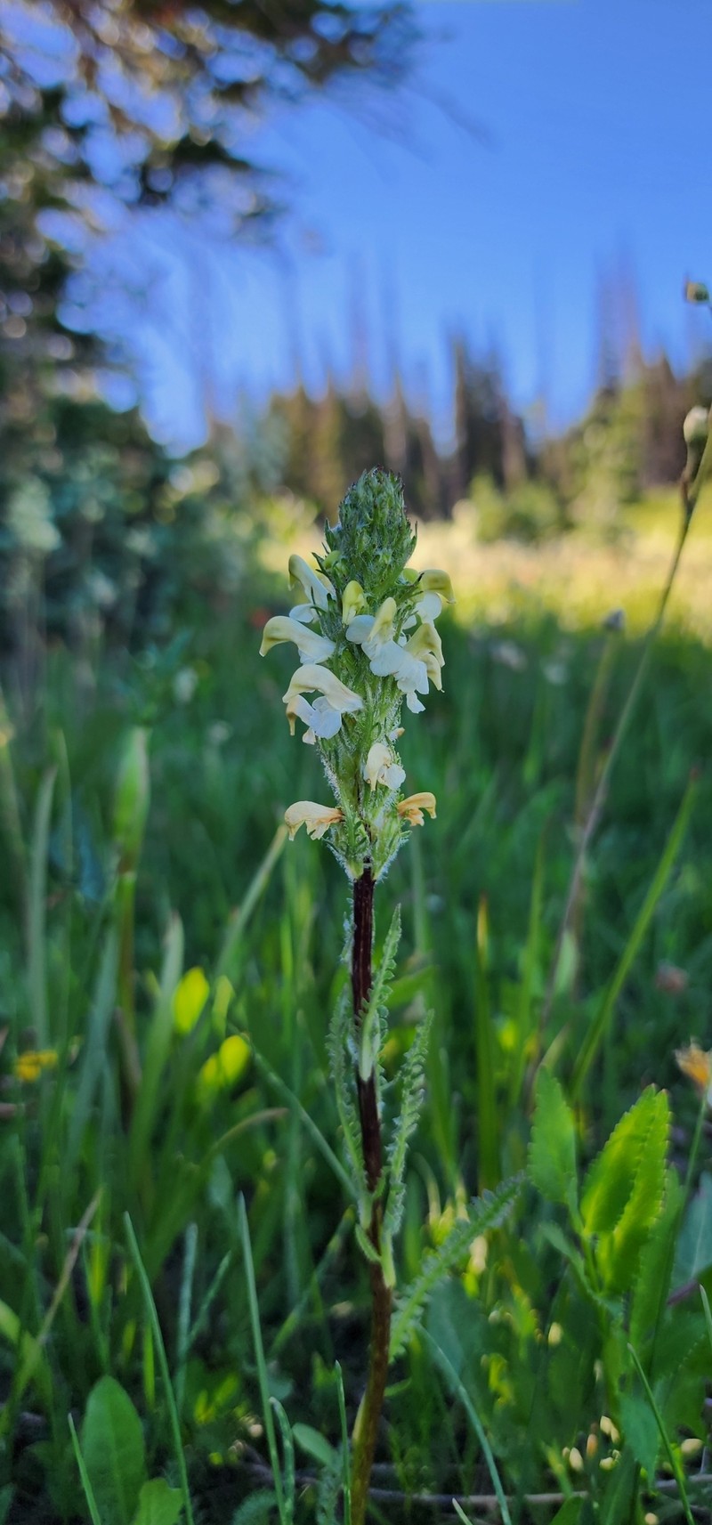 Pedicularis parryi subsp. mogollonica photo 5