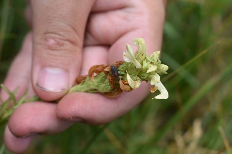 Pedicularis parryi subsp. mogollonica photo 6