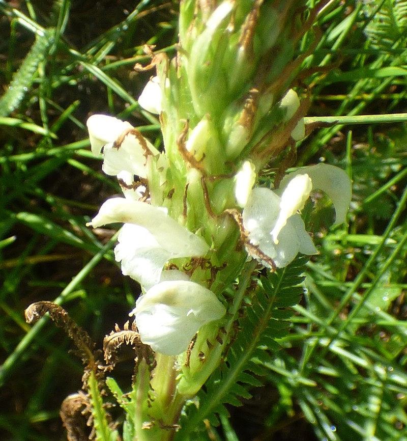 Pedicularis parryi subsp. mogollonica photo 7