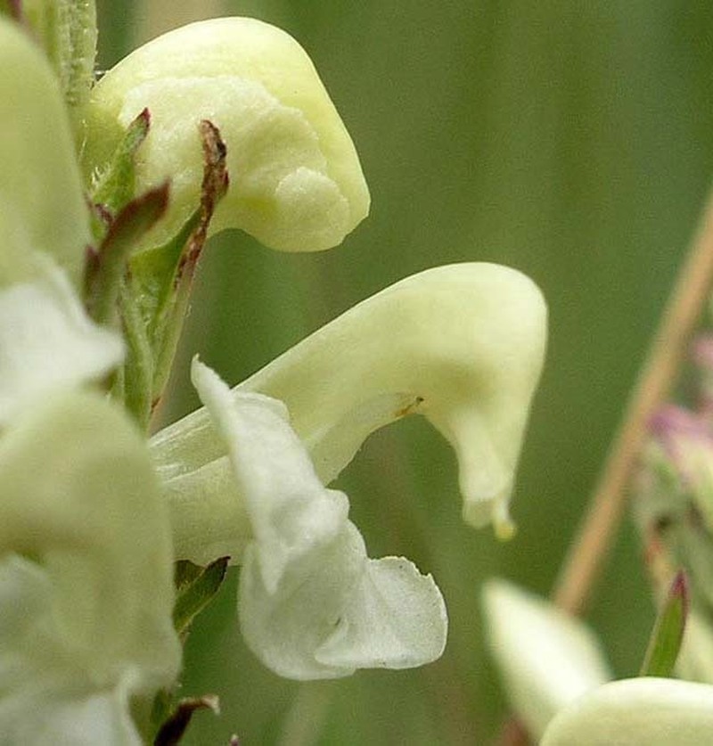 Pedicularis parryi subsp. mogollonica photo 8