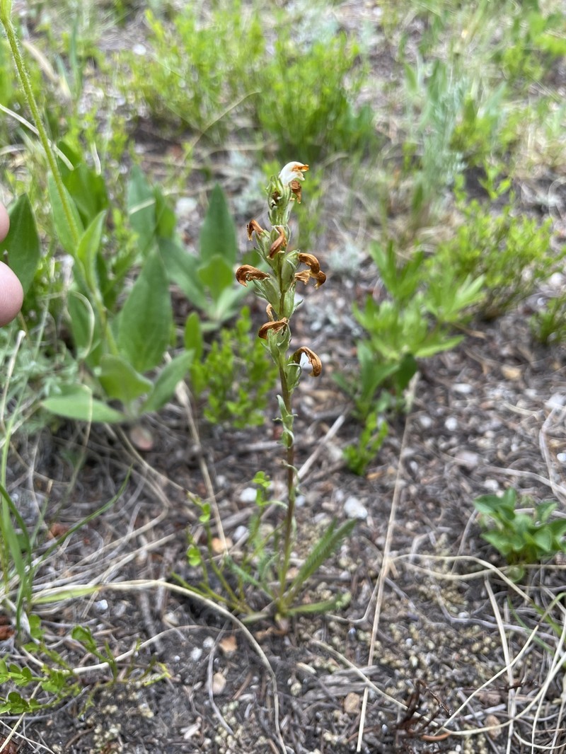 Pedicularis parryi subsp. parryi
