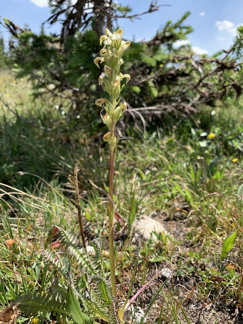 Pedicularis parryi subsp. parryi photo 2