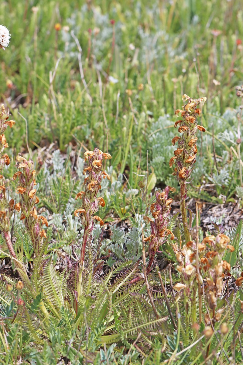 Pedicularis parryi subsp. parryi photo 3