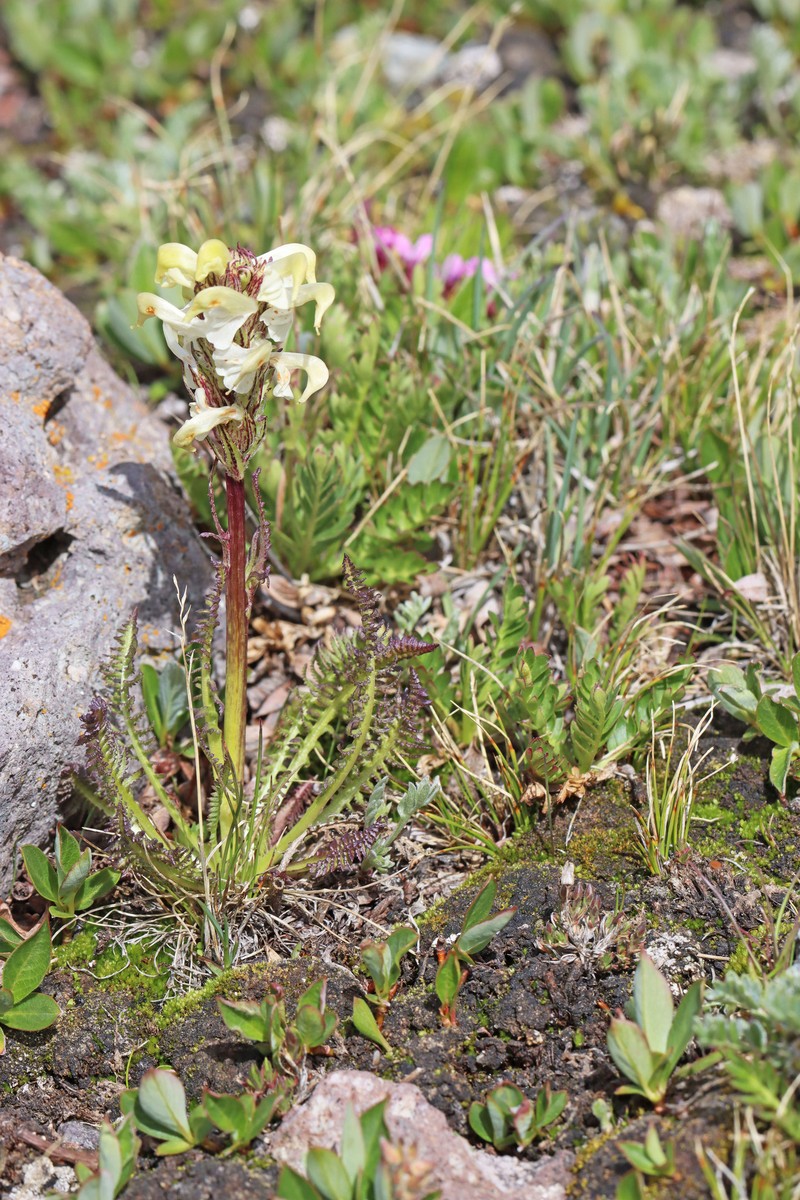 Pedicularis parryi subsp. parryi photo 4