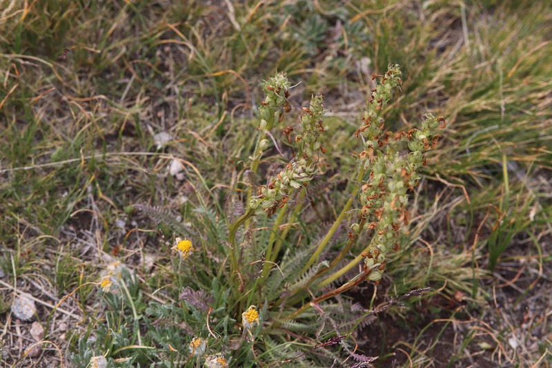 Pedicularis parryi subsp. parryi photo 5