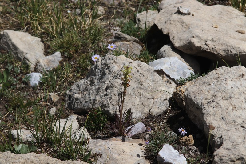 Pedicularis parryi subsp. parryi photo 6